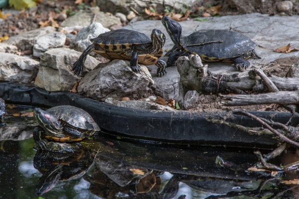 Zoologická zahrada