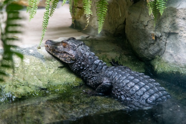 Zoologická zahrada