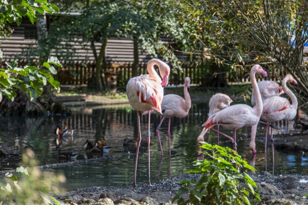 Zoologická zahrada